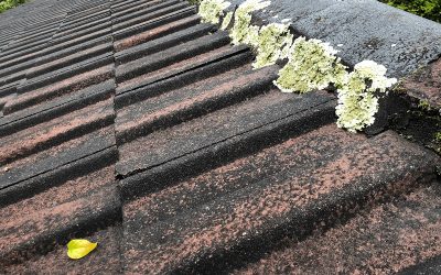 The Impact of Algae and Moss on Your Roof
